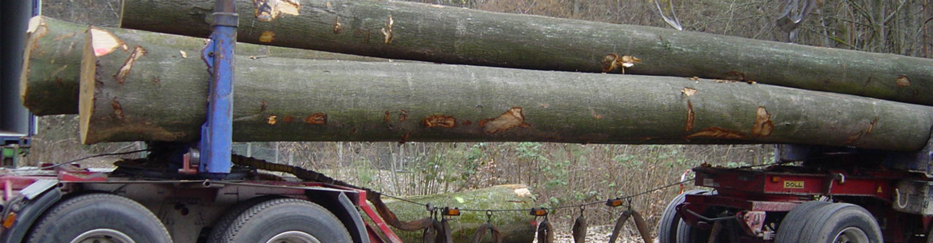 Auf dem Bild sieht man den Transport on Baumstämmen