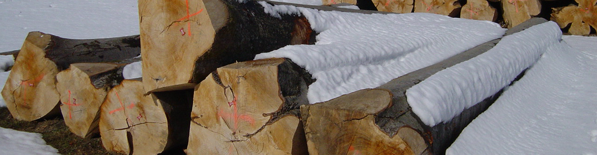 Une image d'un diaporama sur le commerce du bois de grue